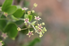Tylophora indica